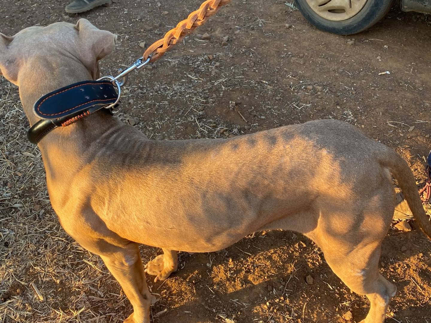 Adotta un cane, taglia media, femmina, Cosenza