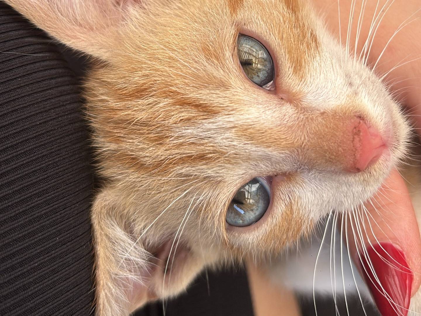 Vuoi adottare un gatto a Caserta?