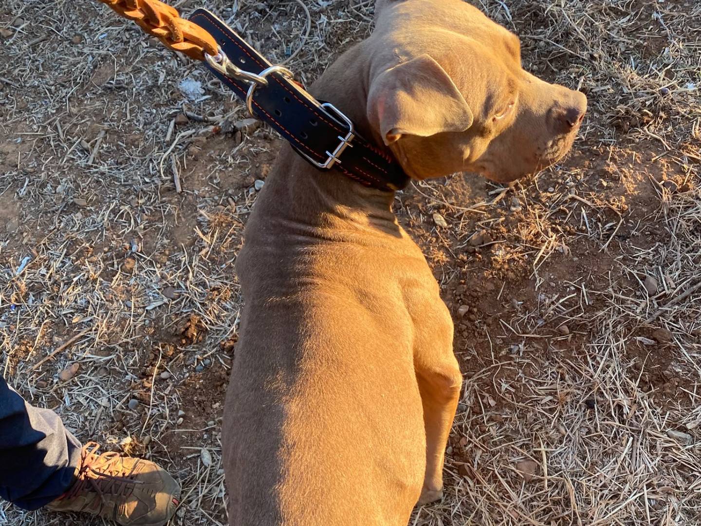 Vuoi adottare un cane a Cosenza?
