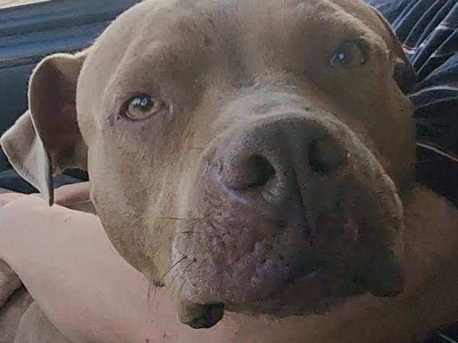 Adozione cane, femmina, Razza sconosciuta Razza sconosciuta, 2 anni e 7 mesi, taglia media, Cosenza