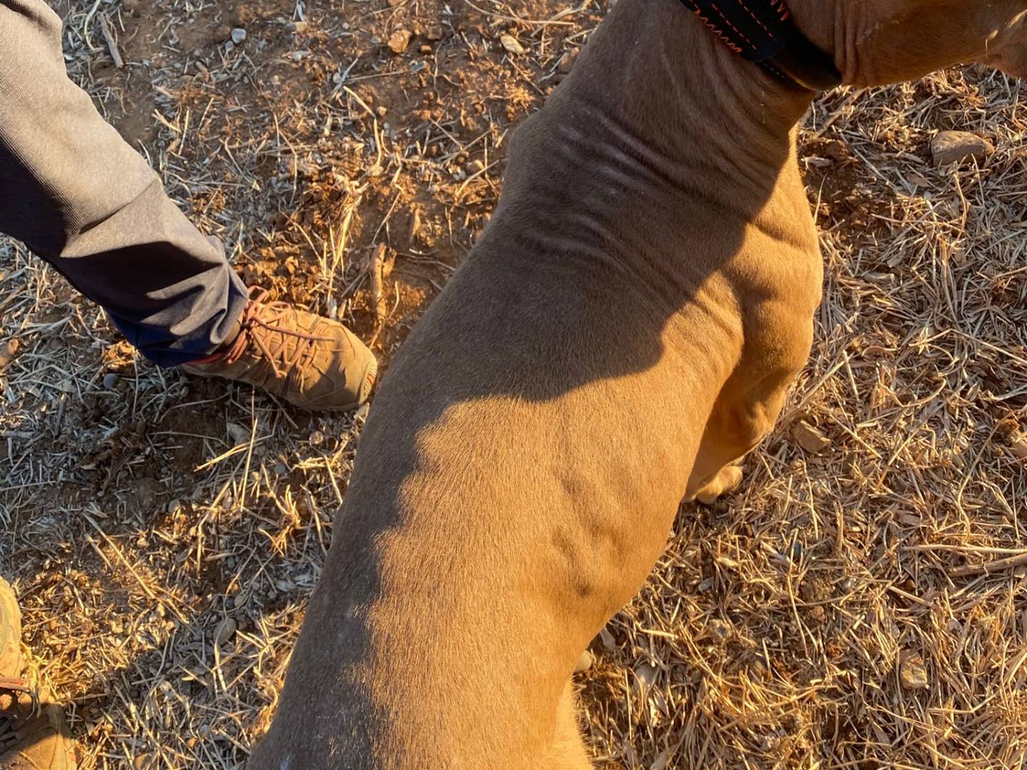 Adotta il cane Green femmina simil Pit R Nose a Cosenza