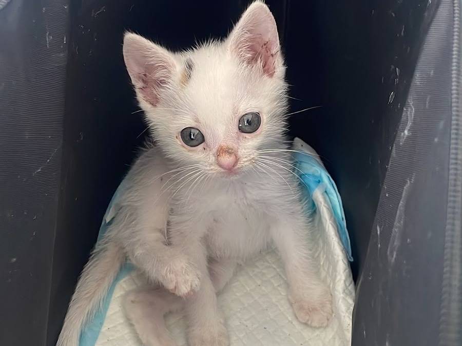 Adozione gatto, femmina, Razza sconosciuta Razza sconosciuta, 3 mesi, taglia non valida, Teramo