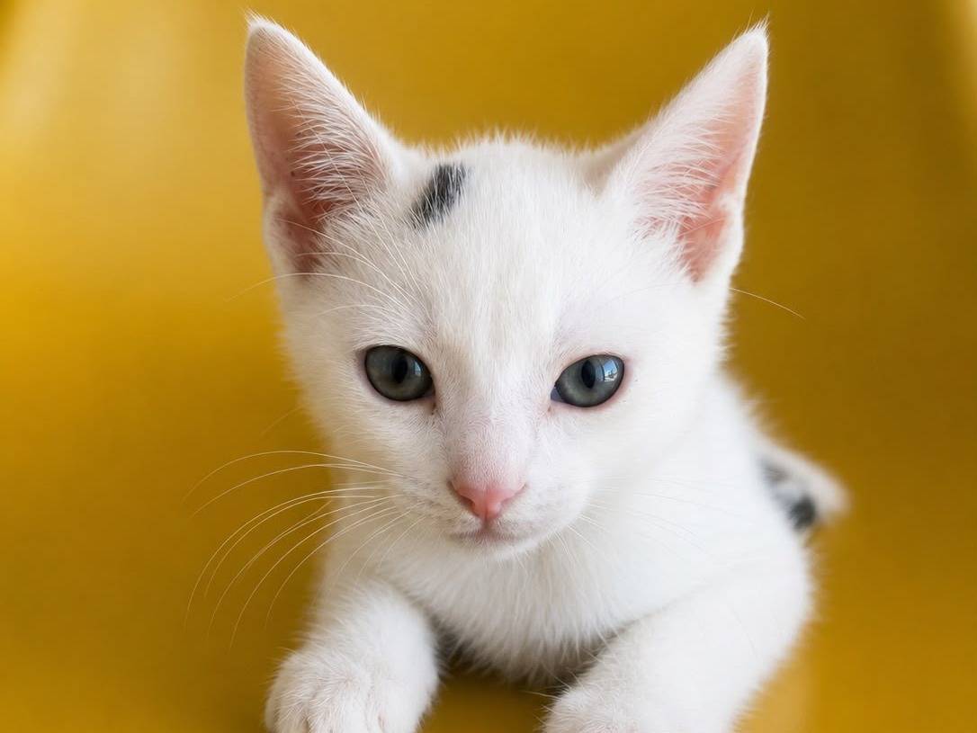 Adotta un gatto, femmina, 3 mesi, Teramo