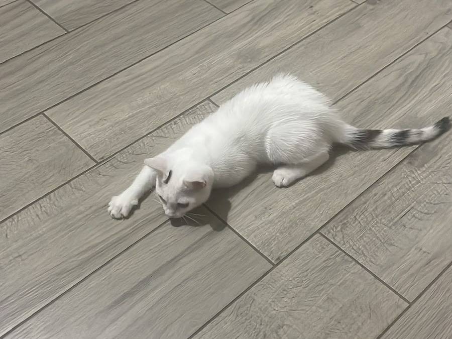 Adotta un gatto, taglia non valida, femmina, Teramo