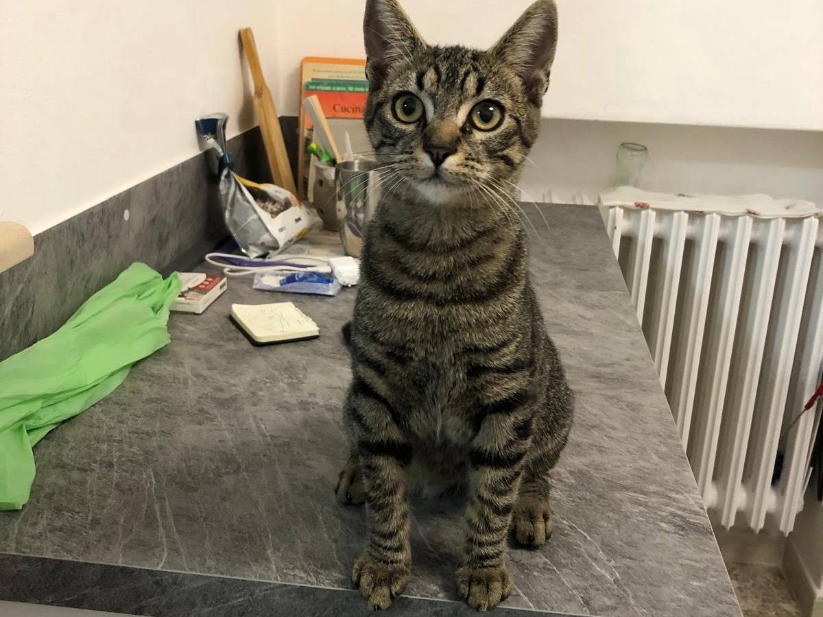 Adozione gatto, maschio, Razza sconosciuta Razza sconosciuta, 8 mesi, taglia non valida, Bari