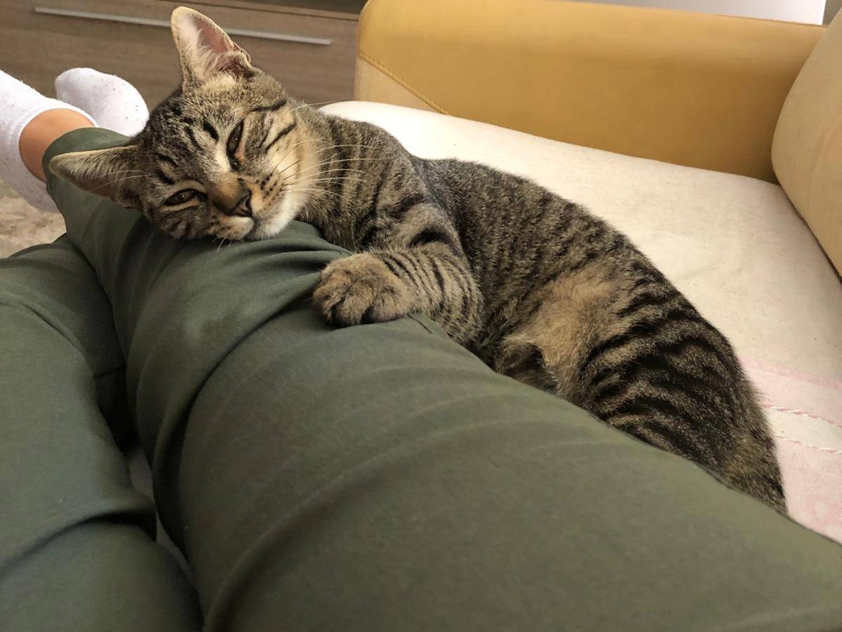Adotta un gatto, maschio, 8 mesi, Bari