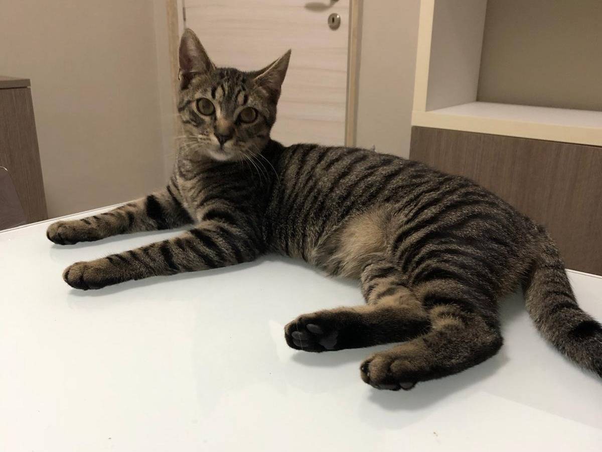 Adotta un gatto, taglia non valida, maschio, Bari