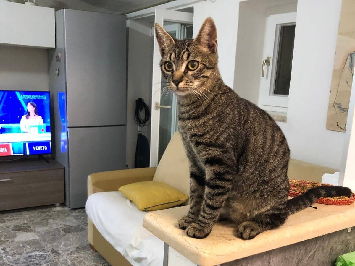 Vuoi adottare un gatto a Bari?