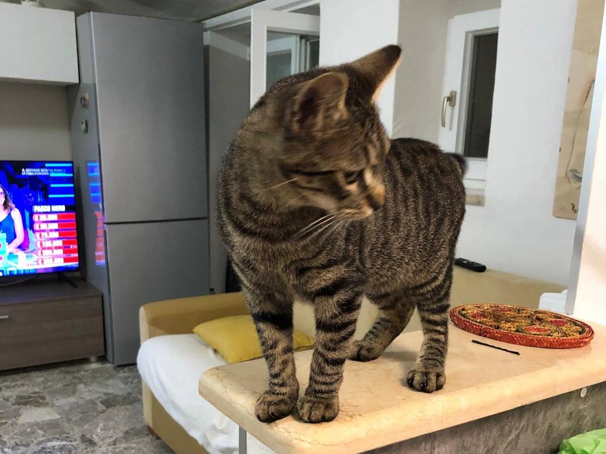Adotta il gatto Carmelo a Bari
