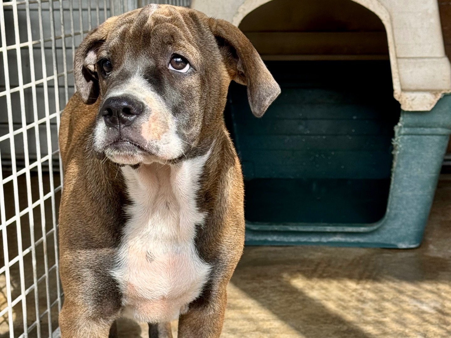 Adozione cane, maschio, Corso Razza sconosciuta, 5 mesi, taglia gigante, Salerno