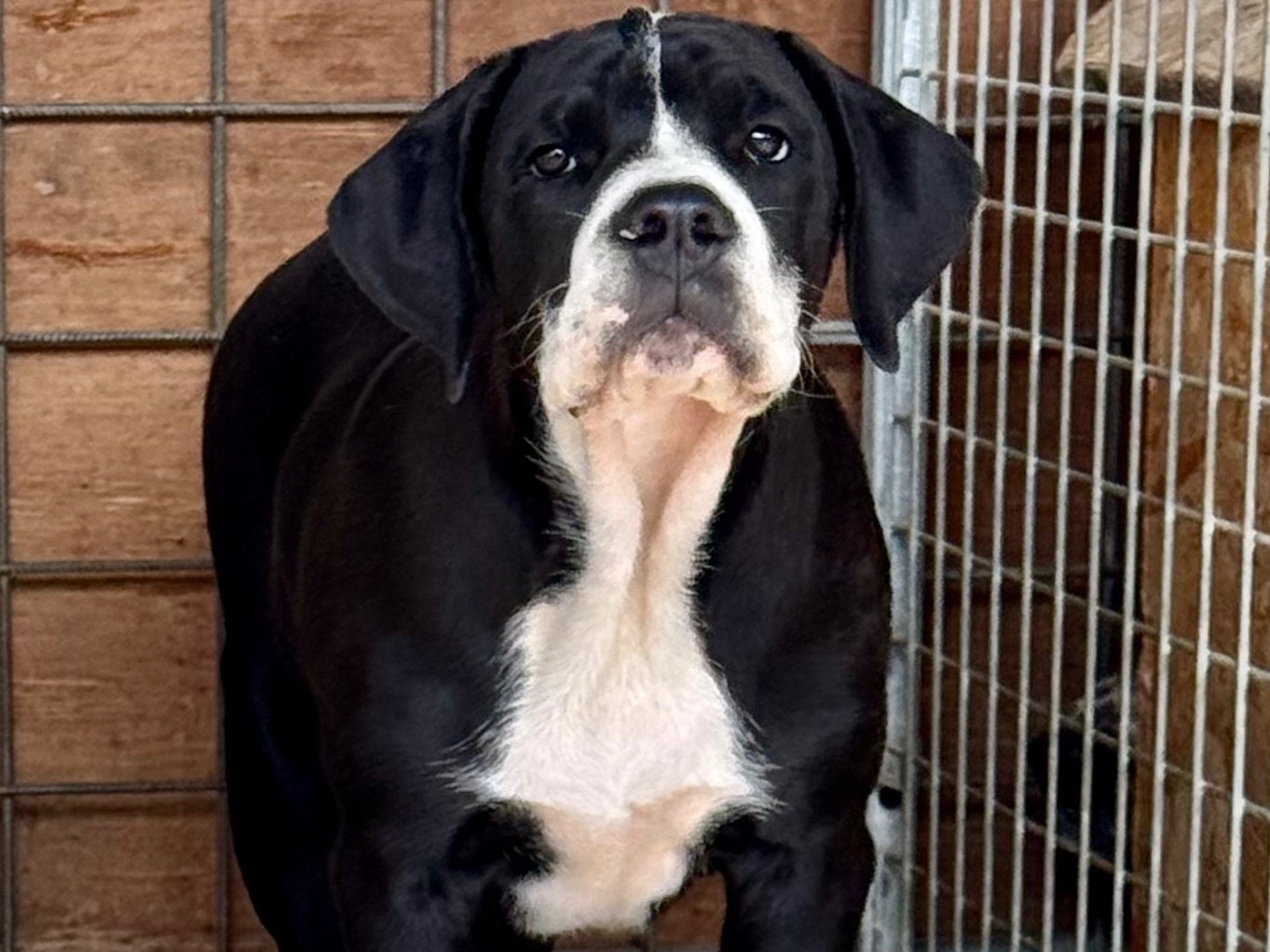 Adozione cane, maschio, Corso Razza sconosciuta, 5 mesi, taglia gigante, Salerno