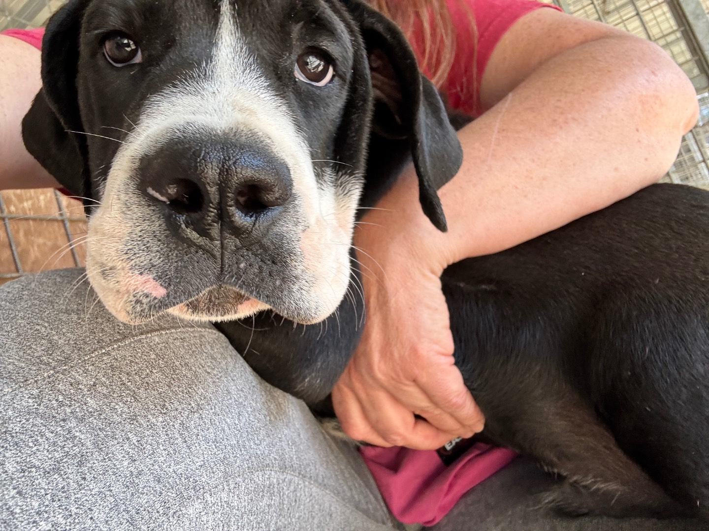 Adotta un cane, maschio, 5 mesi, Salerno