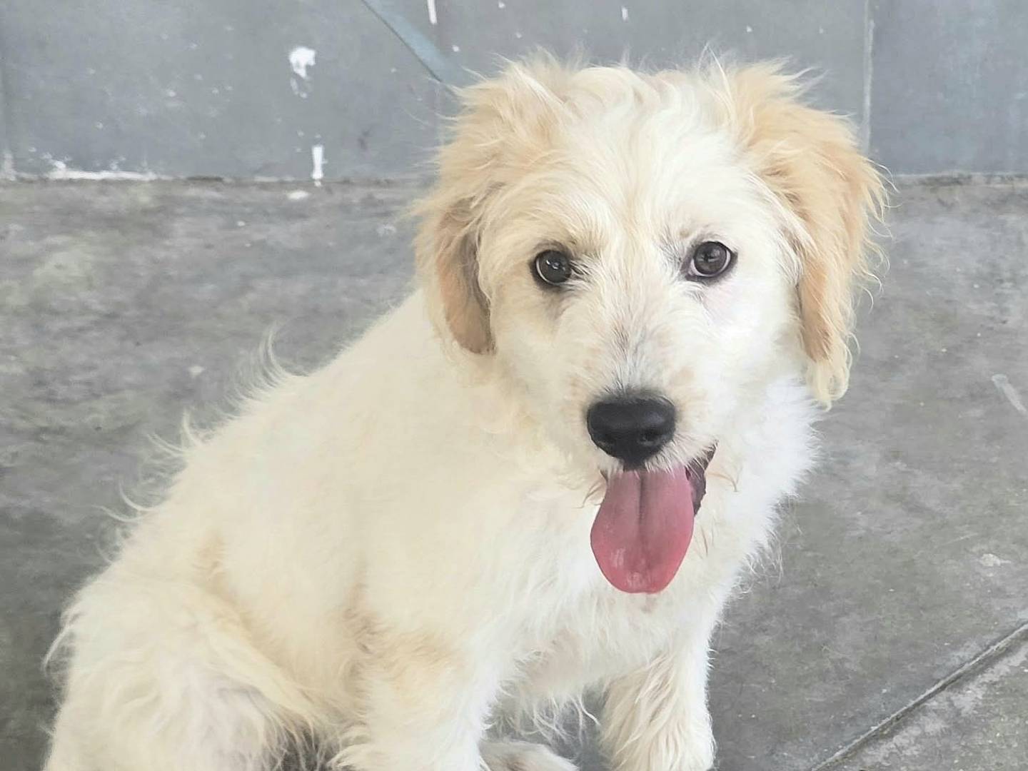 Adotta un cane, maschio, 4 mesi, Teramo