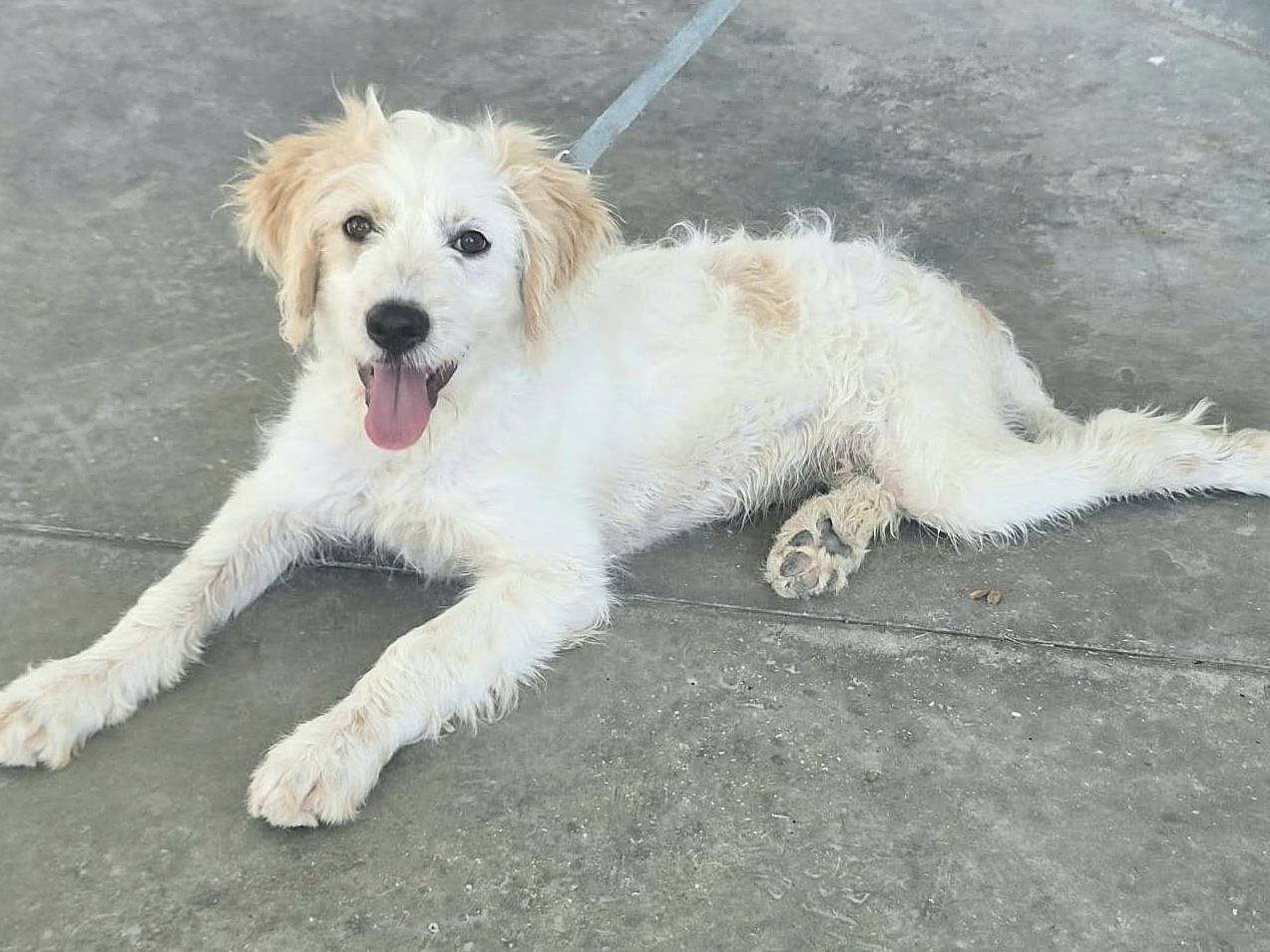 Adotta un cane, taglia media, maschio, Teramo