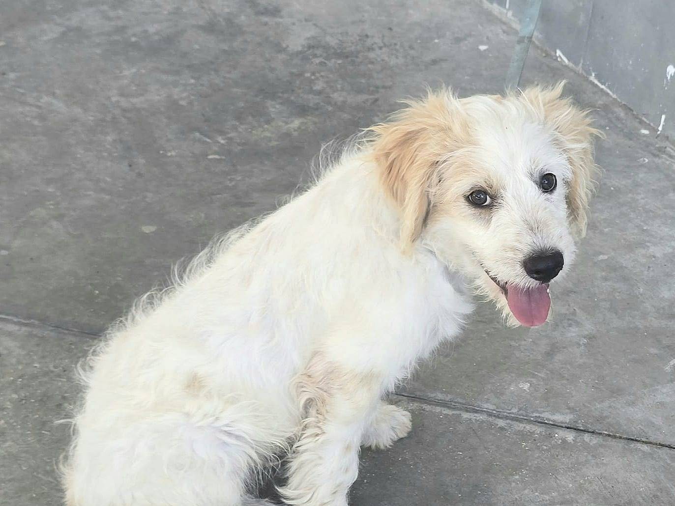 Vuoi adottare un cane a Teramo?