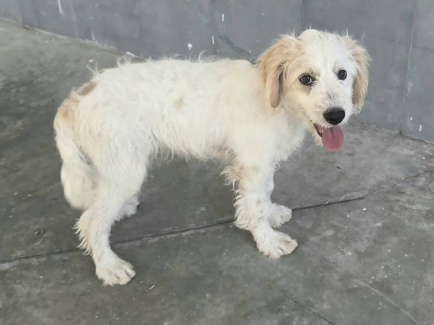 Adotta il cane Oliver  a Teramo