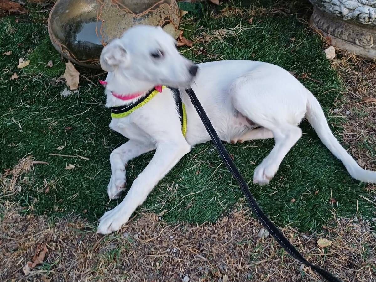 Adozione cane, femmina, Razza sconosciuta Razza sconosciuta, 3 mesi, taglia media, Caserta