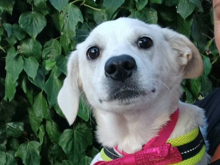 Adotta un cane, femmina, 3 mesi, Caserta