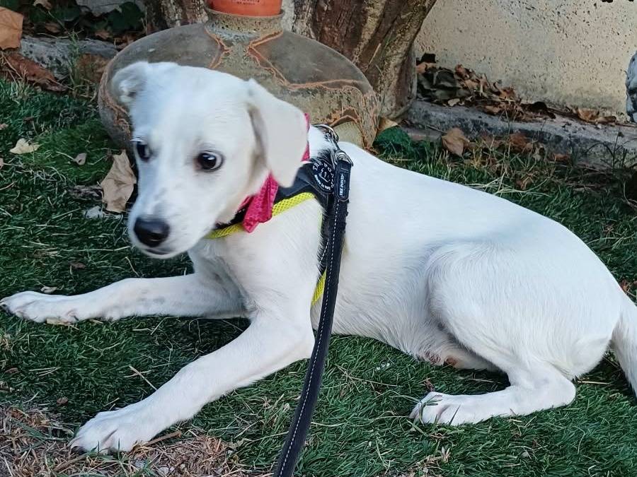 Adotta un cane, taglia media, femmina, Caserta
