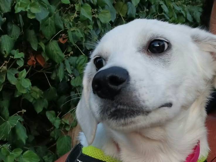 Vuoi adottare un cane a Caserta?