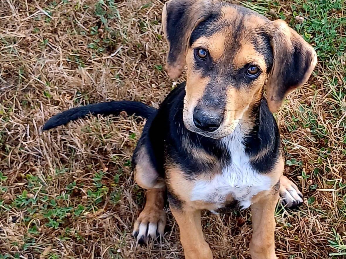Adozione cane, maschio, Razza sconosciuta Razza sconosciuta, 7 mesi, taglia media, Salerno
