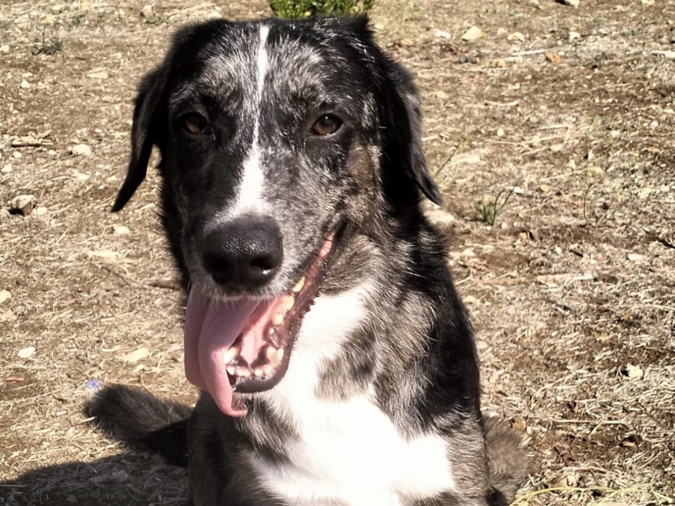 Adotta un cane, maschio, 2 anni e 9 mesi, Latina