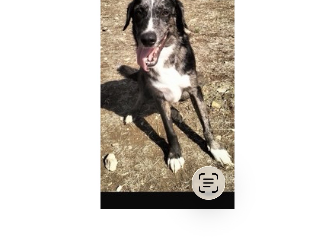 Adozione cane, maschio, Razza sconosciuta Razza sconosciuta, 2 anni e 9 mesi, taglia media, Latina