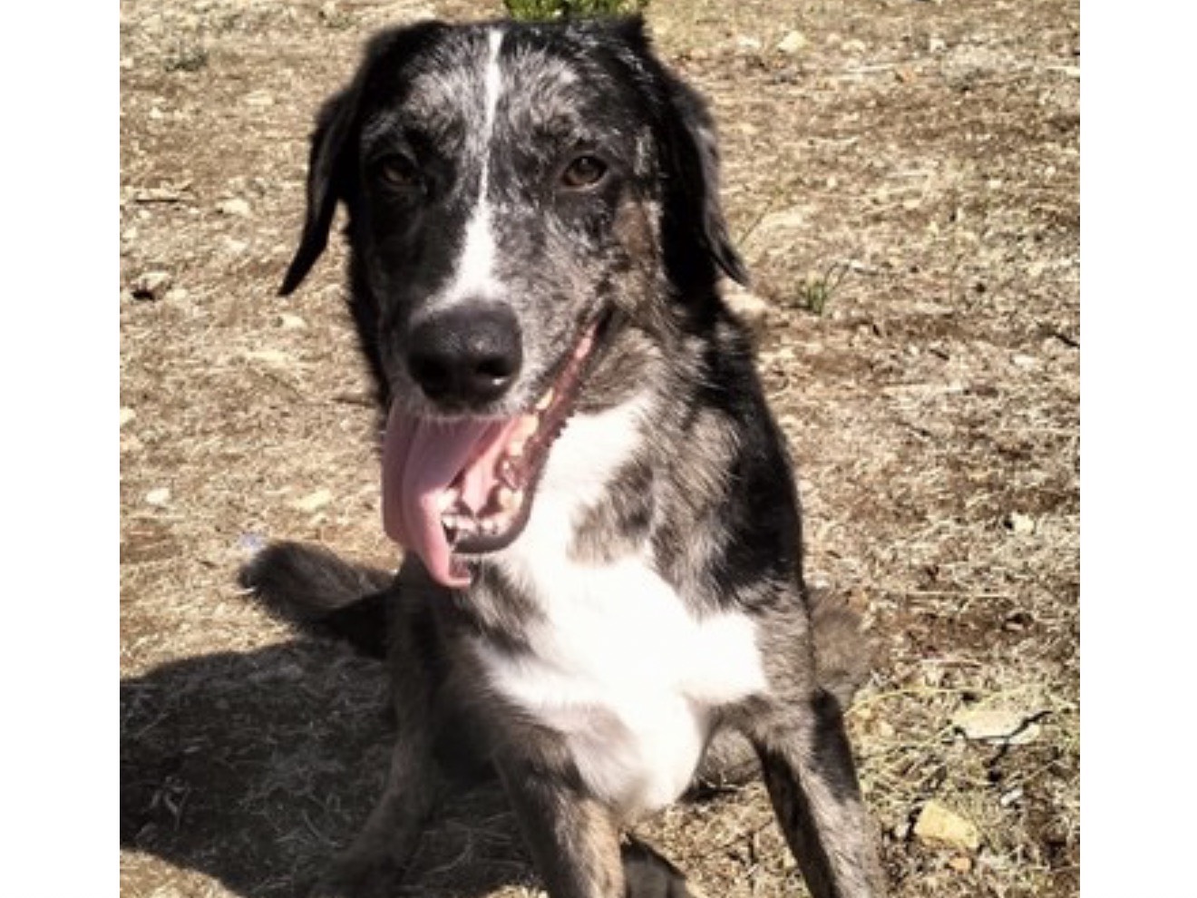 Adotta un cane, taglia media, maschio, Latina