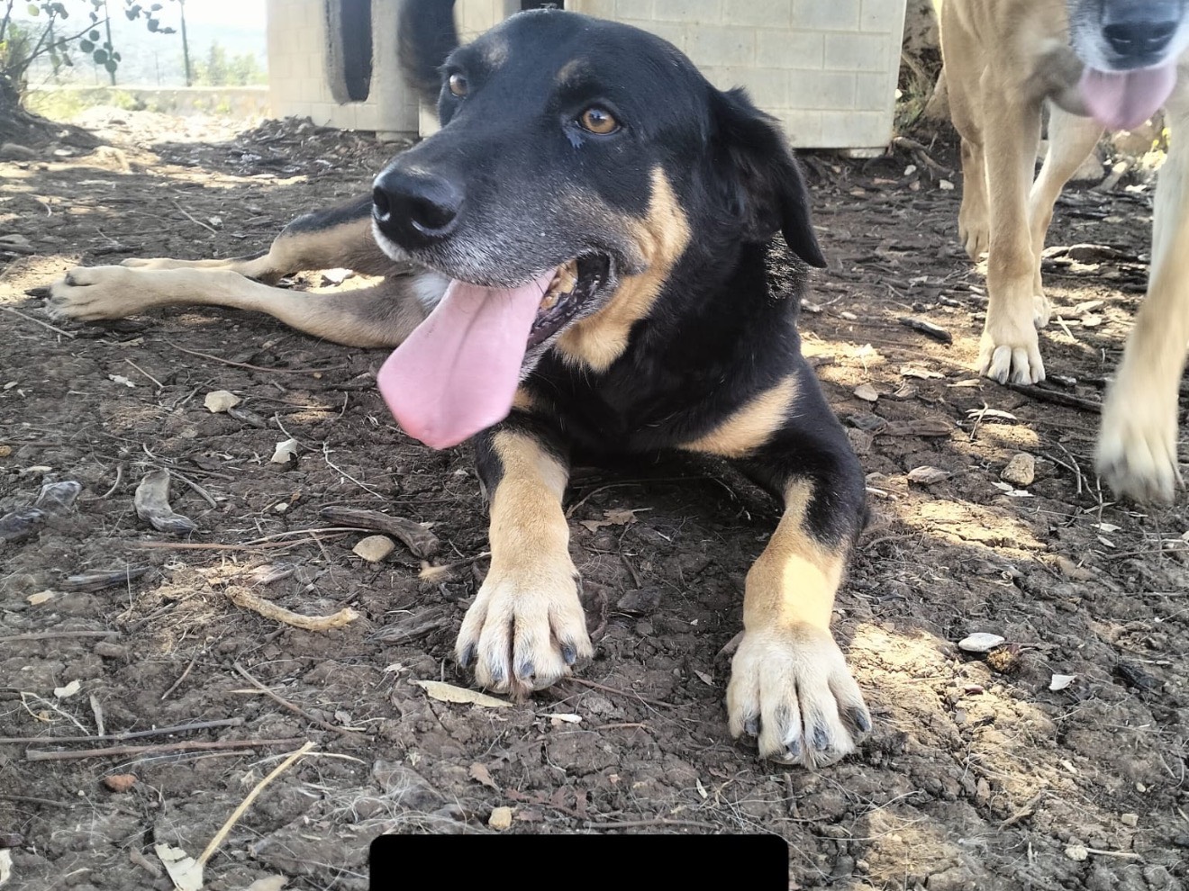 Adozione cane, maschio, Razza sconosciuta Razza sconosciuta, 5 anni e 5 mesi, taglia media, Latina