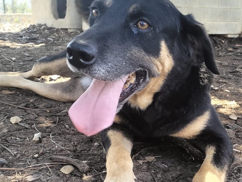 Adotta un cane, maschio, 5 anni e 5 mesi, Latina