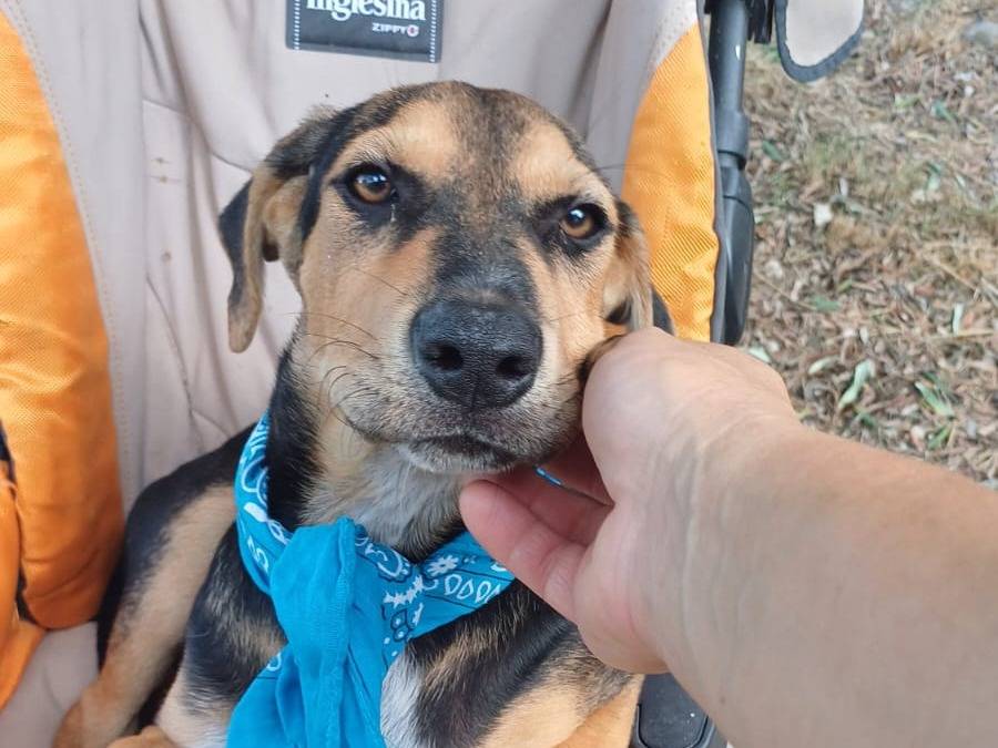 Adozione cane, maschio, Razza sconosciuta Razza sconosciuta, 7 mesi, taglia media, Salerno