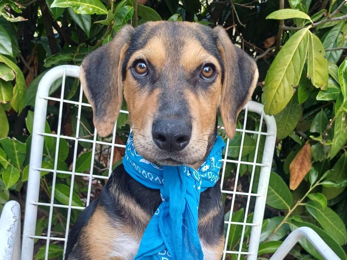Adotta un cane, maschio, 7 mesi, Salerno