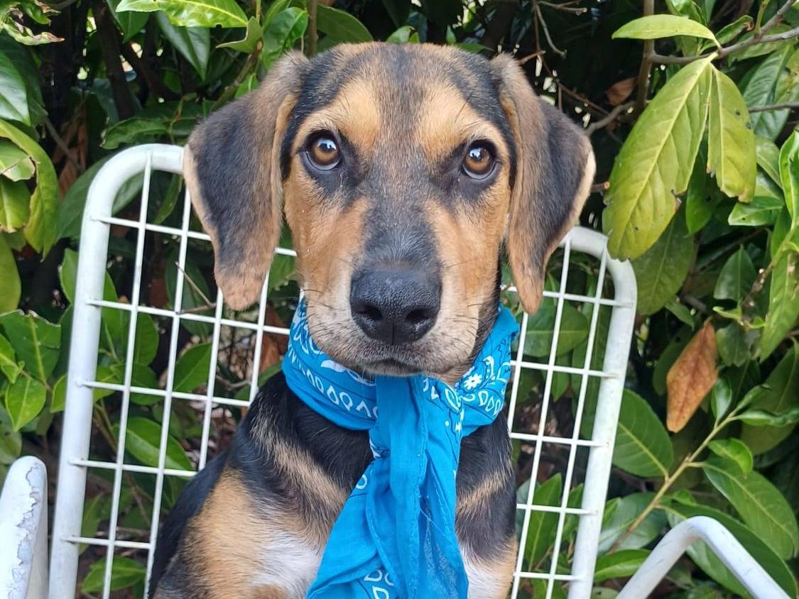 Adotta un cane, taglia media, maschio, Salerno