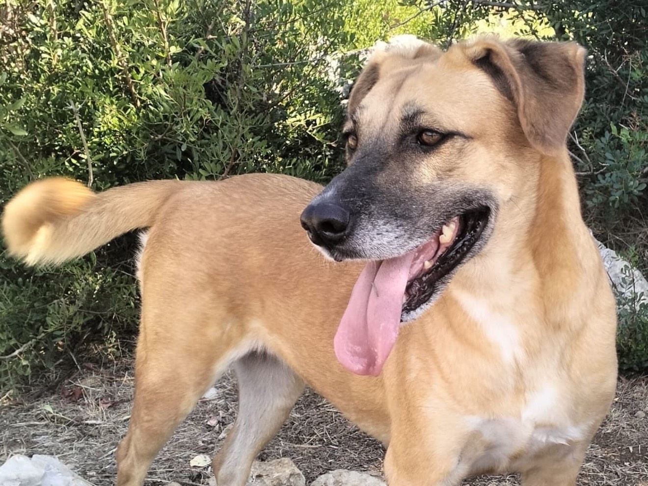 Adotta un cane, femmina, 5 anni e 1 mese, Latina