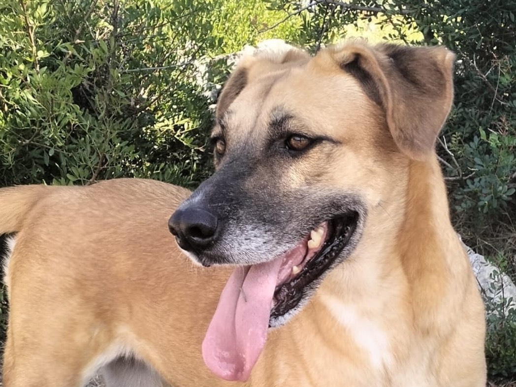 Adotta un cane, taglia media contenuta, femmina, Latina