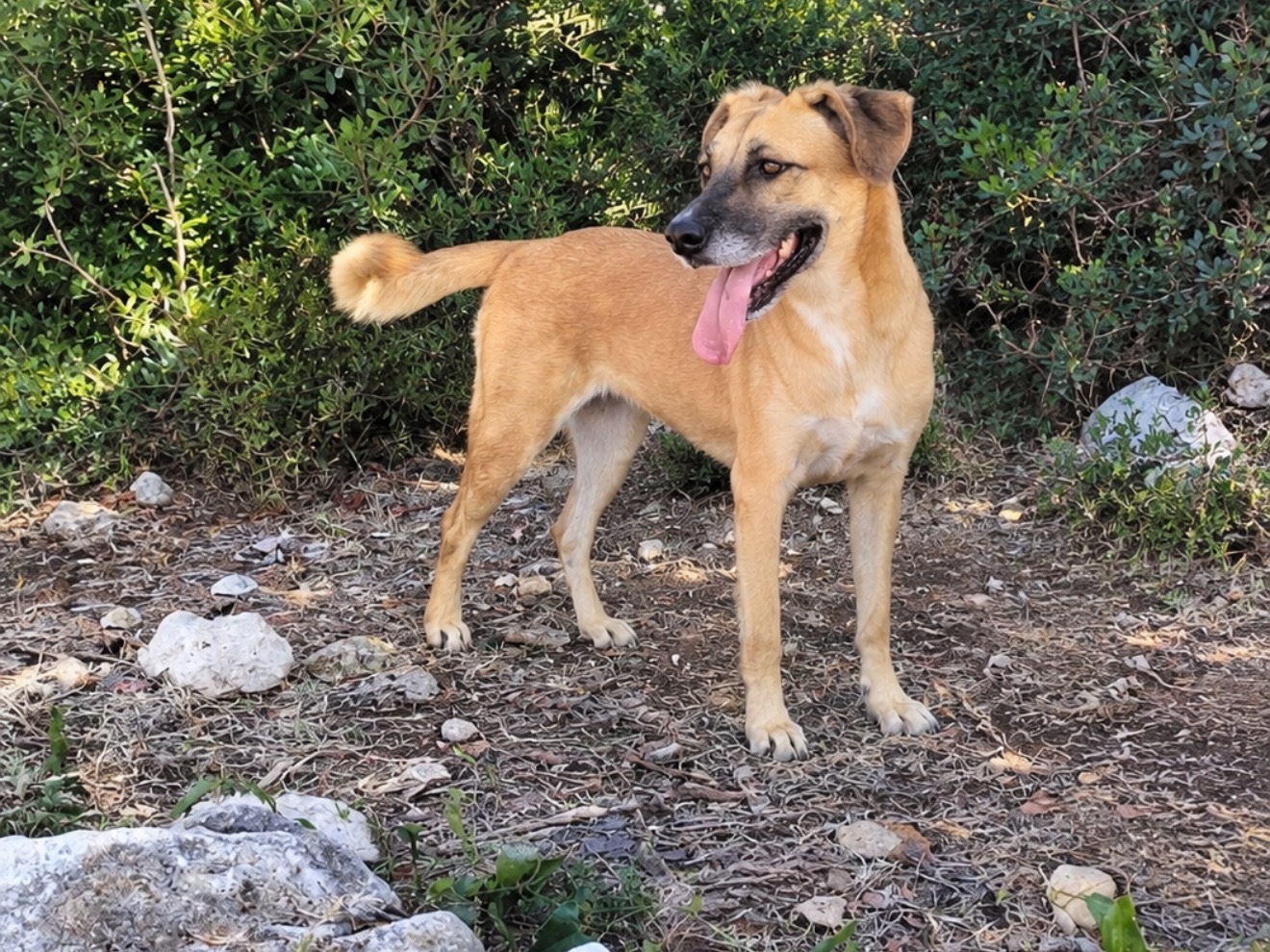 Adozione cane, femmina, Razza sconosciuta Razza sconosciuta, 5 anni e 1 mese, taglia media contenuta, Latina