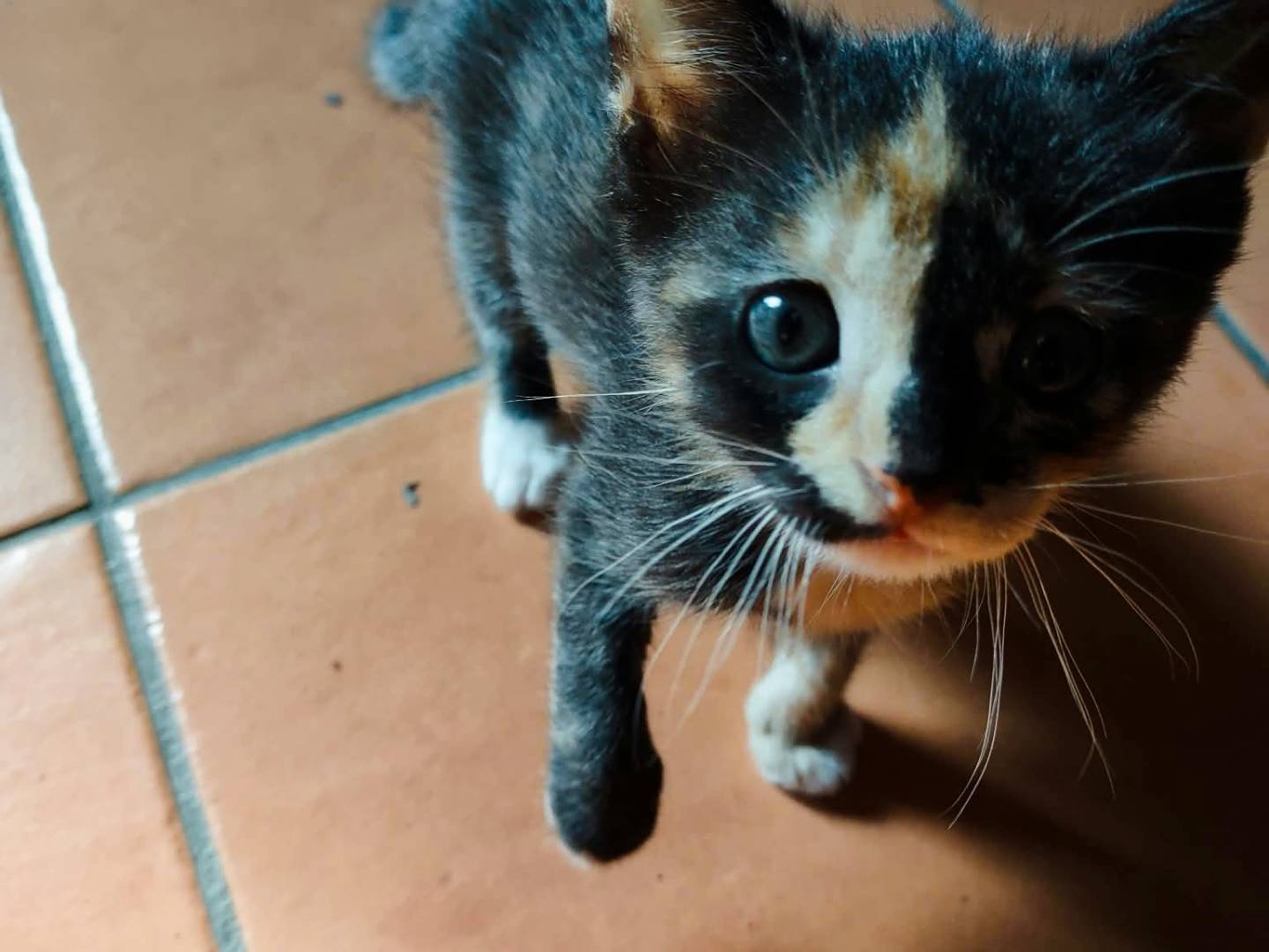 Adozione gatto, femmina, Razza sconosciuta Razza sconosciuta, 2 mesi, taglia non valida, Pisa