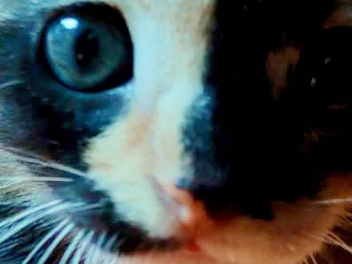 Adotta un gatto, femmina, 2 mesi, Pisa