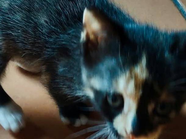 Adotta un gatto, taglia non valida, femmina, Pisa