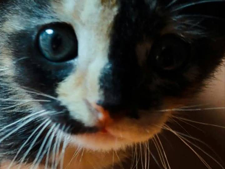 Vuoi adottare un gatto a Pisa?