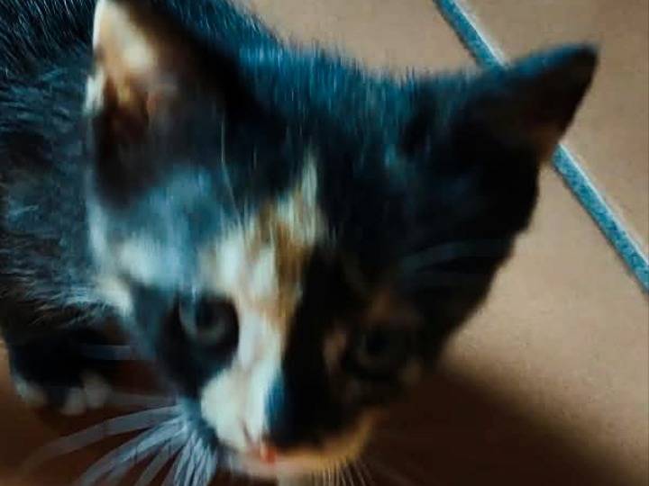 Adotta il gatto BIRBA  a Pisa