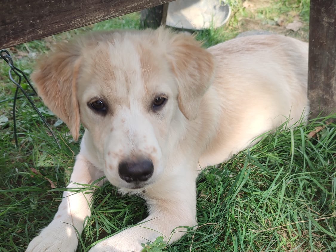 Adozione cane, maschio, Razza sconosciuta Razza sconosciuta, 5 mesi, taglia media, Novara