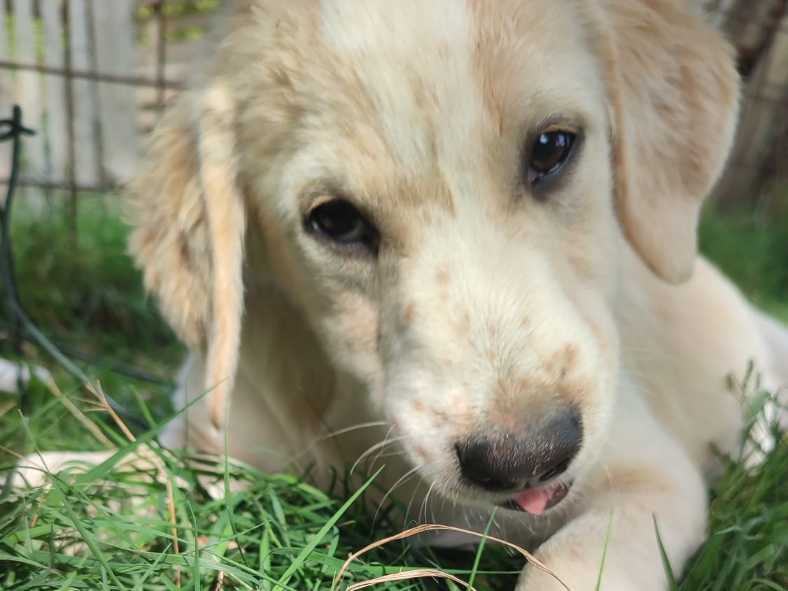 Adotta un cane, maschio, 5 mesi, Novara
