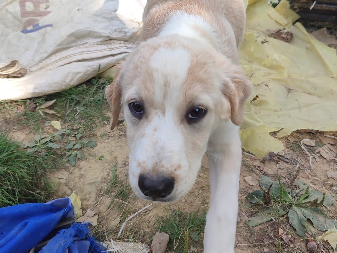 Adotta un cane, taglia media, maschio, Novara