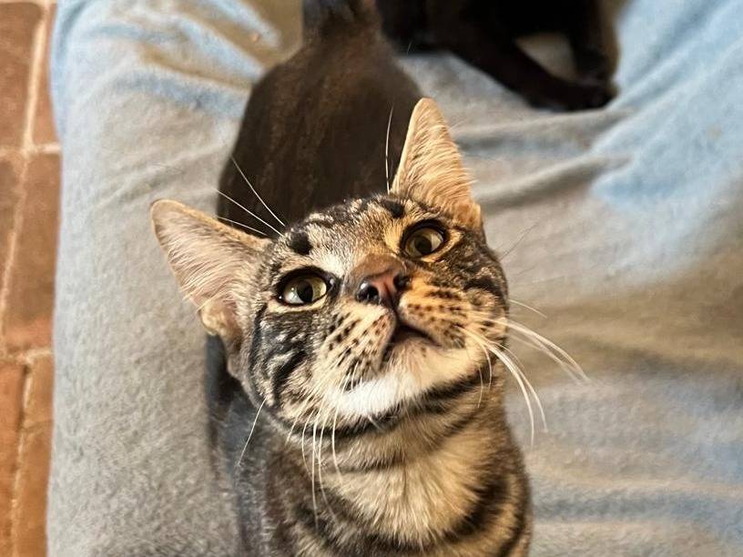 Adozione gatto, maschio, Razza sconosciuta Razza sconosciuta, 6 mesi, taglia non valida, Ravenna