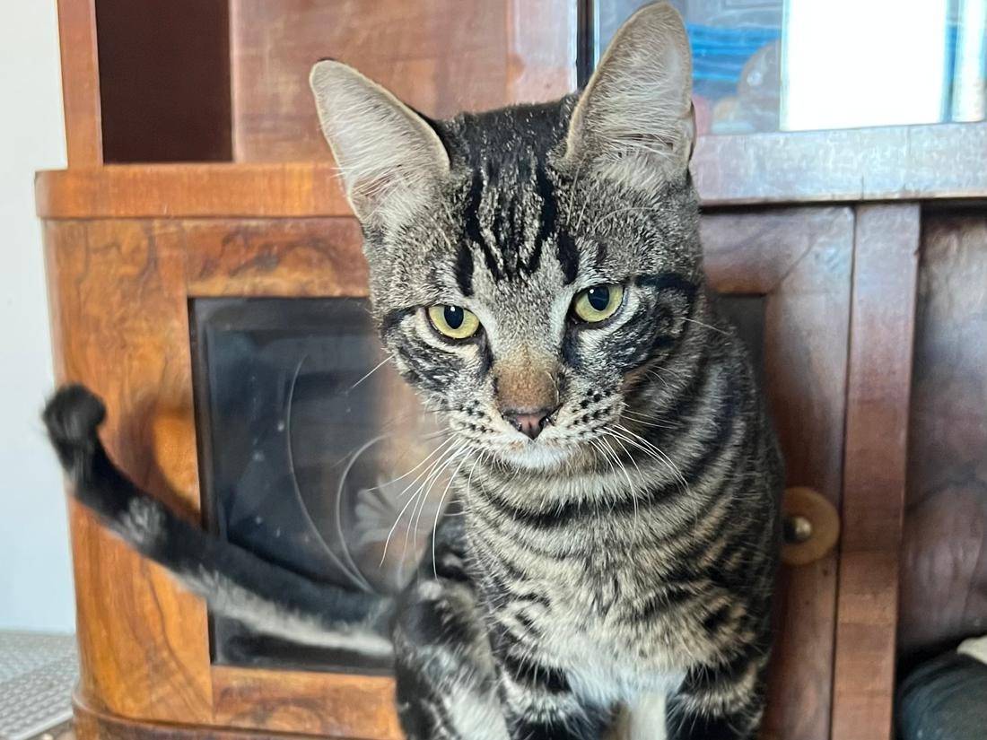 Adotta un gatto, maschio, 6 mesi, Ravenna