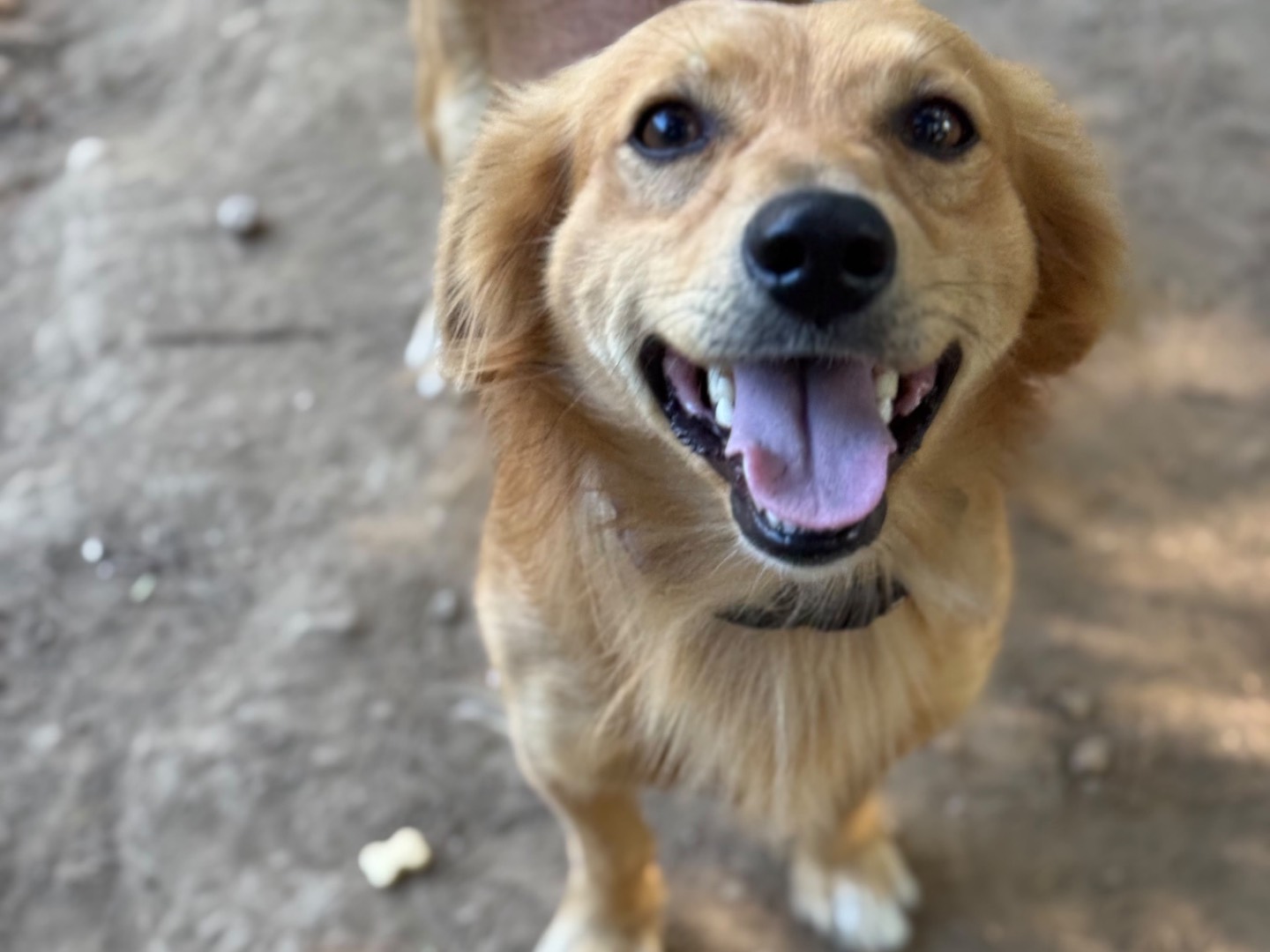 Adozione cane, maschio, Razza sconosciuta Razza sconosciuta, 1 anno e 10 mesi, taglia piccola, Milano