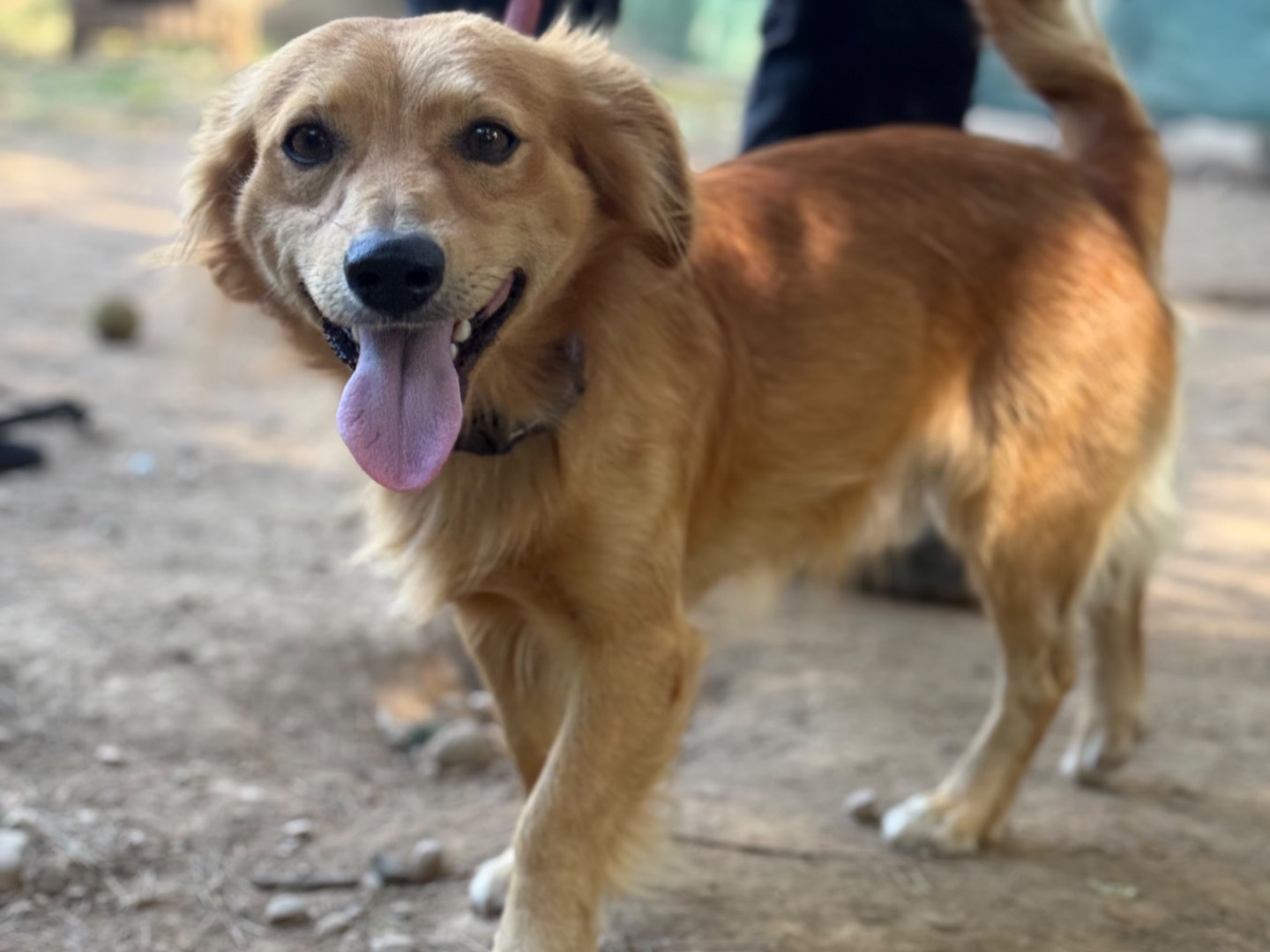Adotta un cane, maschio, 1 anno e 10 mesi, Milano