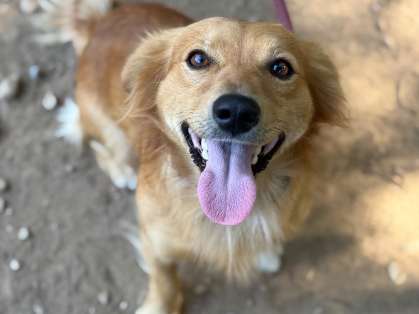 Adotta un cane, taglia piccola, maschio, Milano