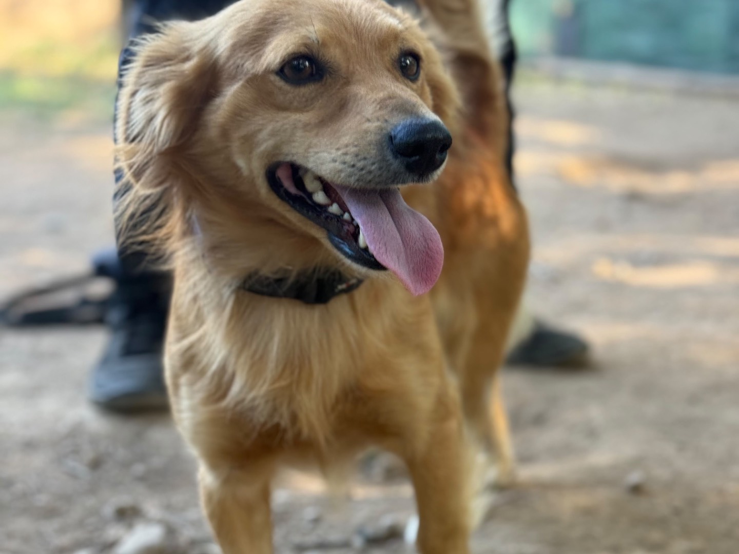 Vuoi adottare un cane a Milano?